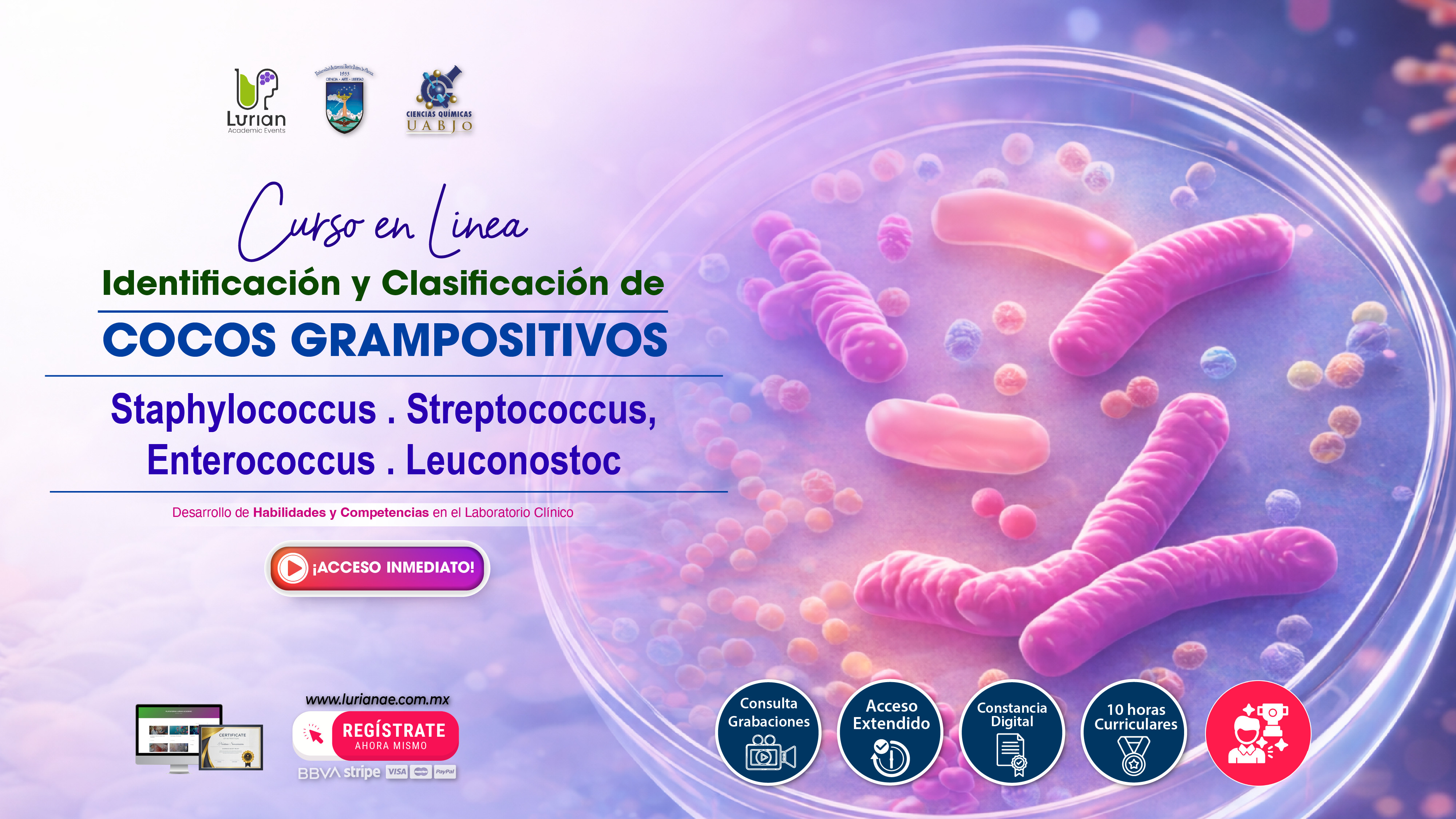 Curso en Línea Identificación y Clasificación de Cocos Gram Positivos Staphylococcus – Streptococcus – Enterococcus