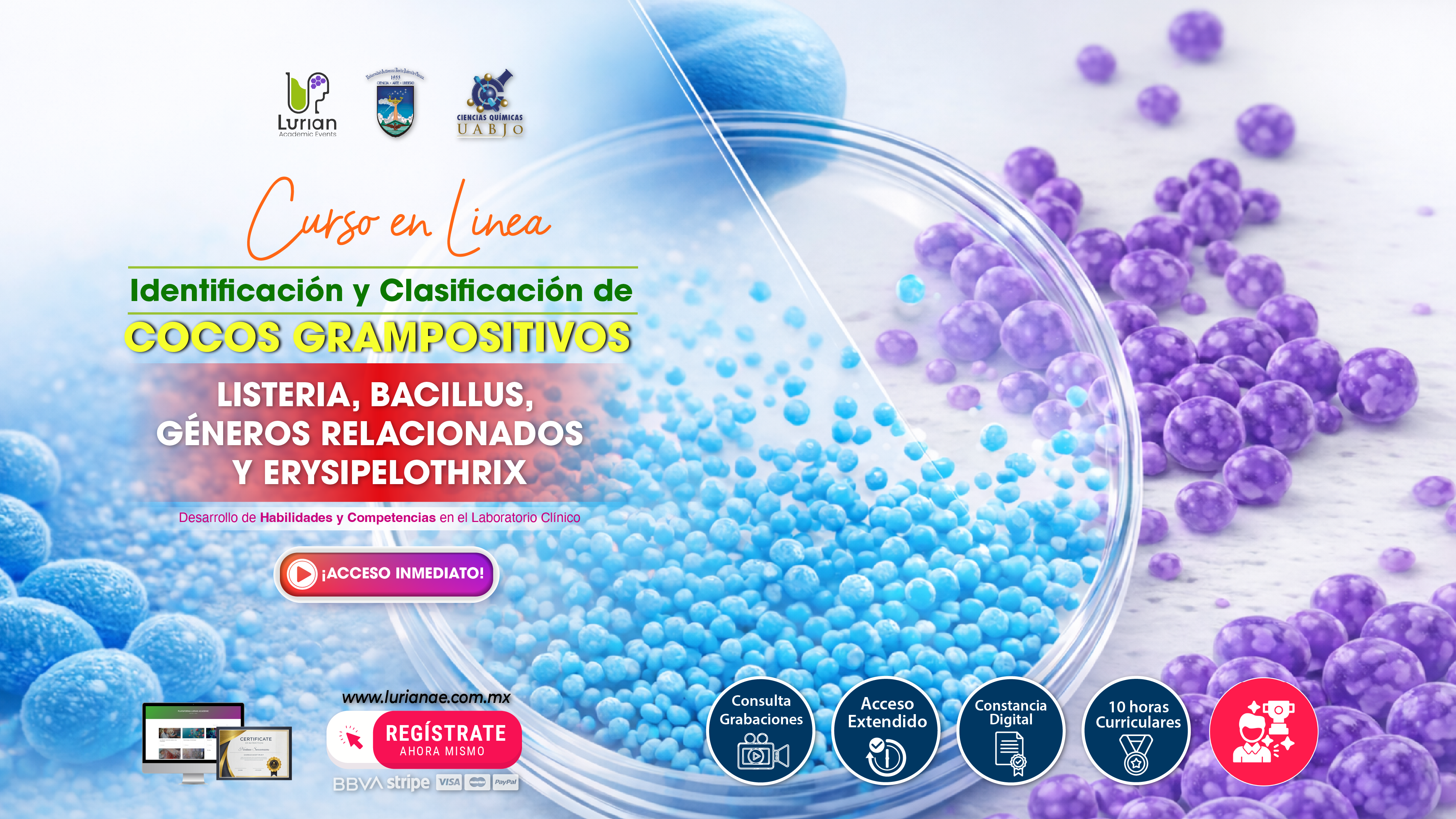 Curso en Línea Identificación y Clasificación de cocos gram positivos: Listeria Bacillus, Géneros Relacionados y Erysipelothrix